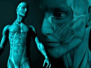Entrenador en CSW MOD 2 | El cuerpo humano